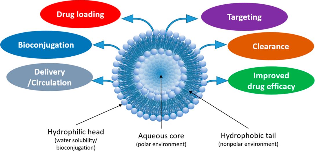 Figure 1: Structural Characteristics of Liposomes and Their Benefits for Enhanced Drug Delivery and Therapeutic Effectiveness. (OA Literature)