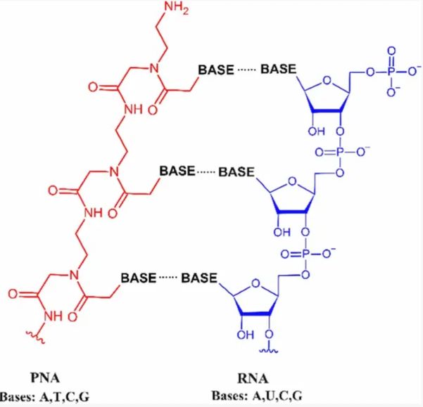 Figure 1: Structural Comparison Between PNA and RNA. (OA Literature)