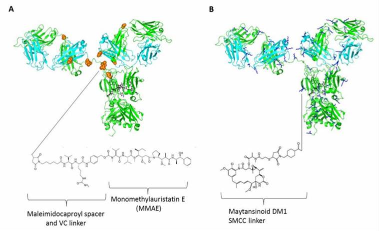 Fig.1 Determining the structure of ADCs based on the IgG crystal structure. (OA Literature)