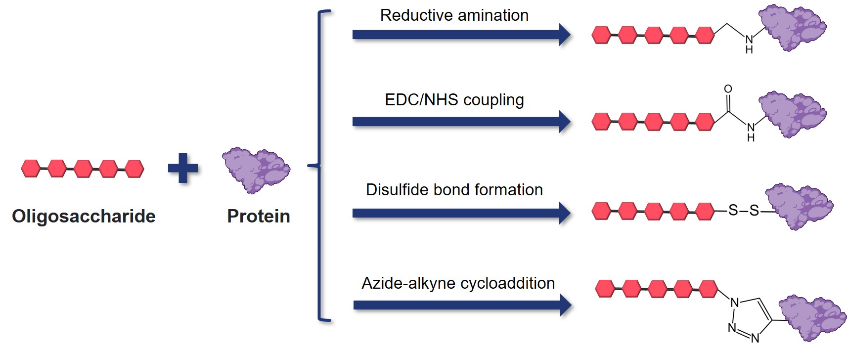 Fig. 1 Conjugation of protein-oligosaccharide. (Creative Biolabs Original)