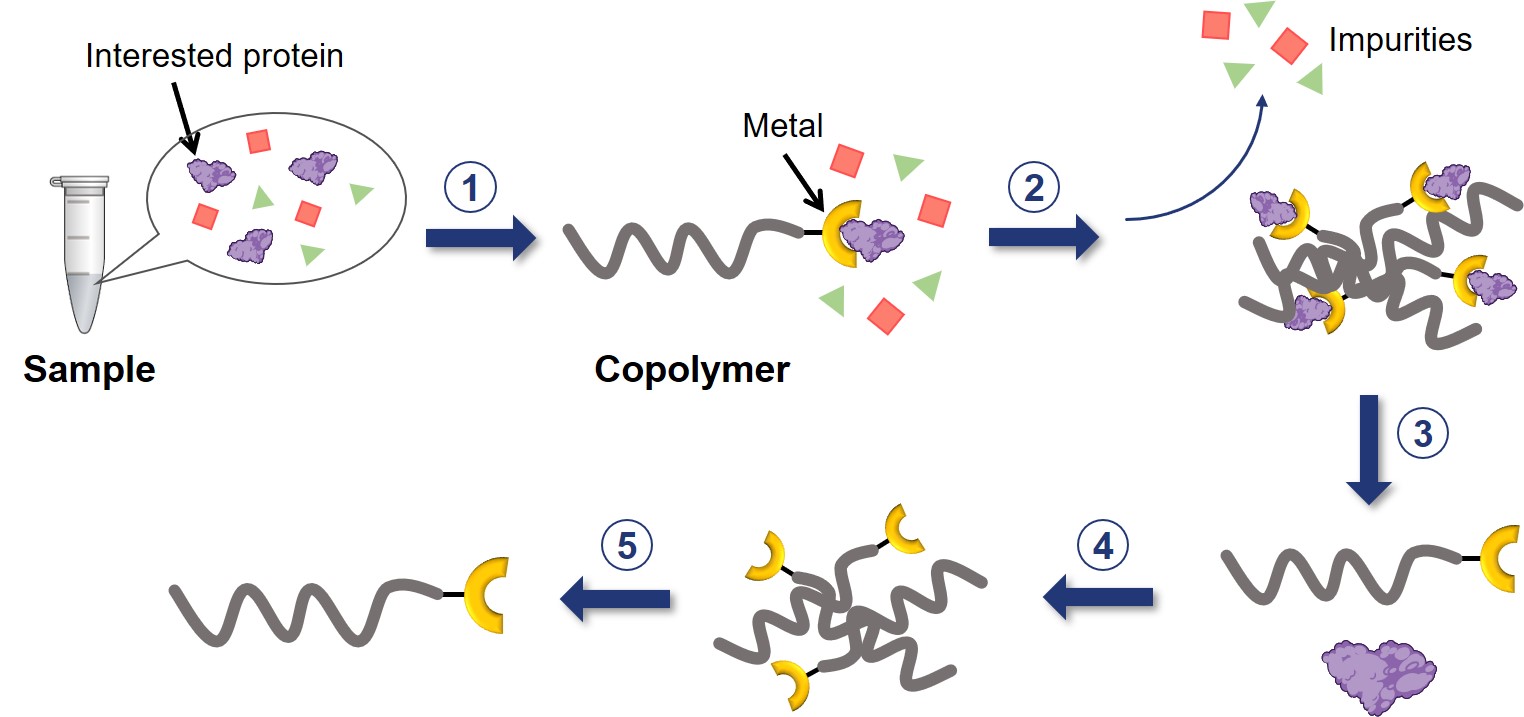Fig. 1 Schematic of metal chelate affinity precipitation of proteins. (Creative Biolabs Original)