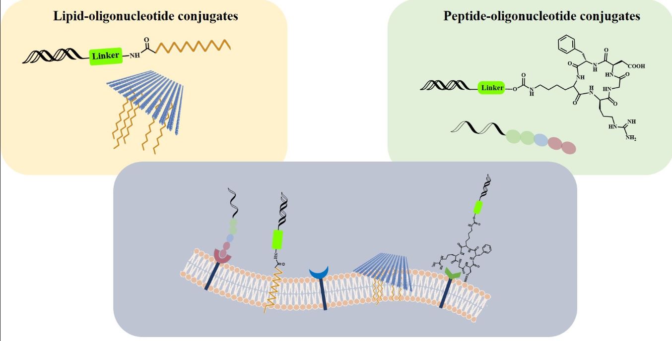 Figure 1: Lipid and Peptide-Oligonucleotide Conjugates for Therapeutic Applications. (OA Literature)