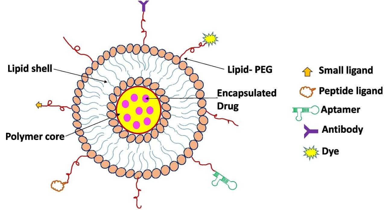 Figure 1: Schematic Illustration of Multifunctional LPHNPs Featuring Structural Elements and Various Potential Functionalities. (OA Literature)