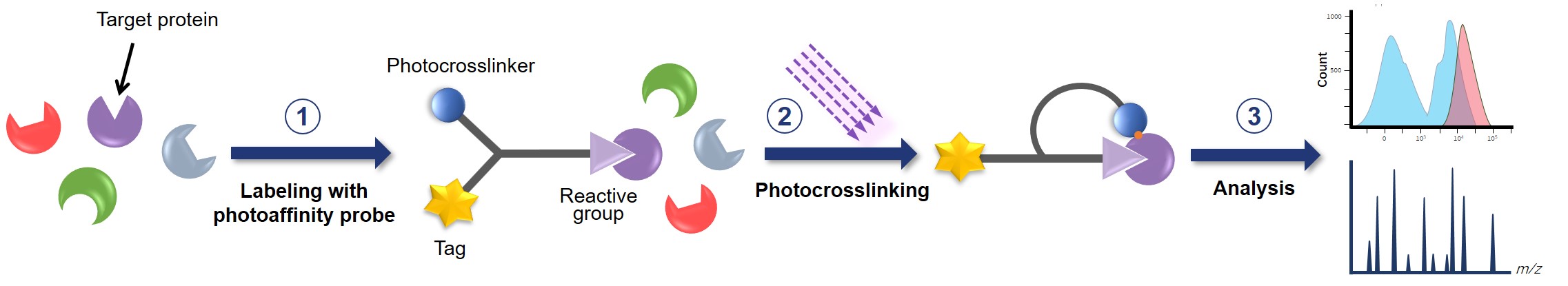 Fig. 1 Basic principle of PAL. (Creative Biolabs Original)