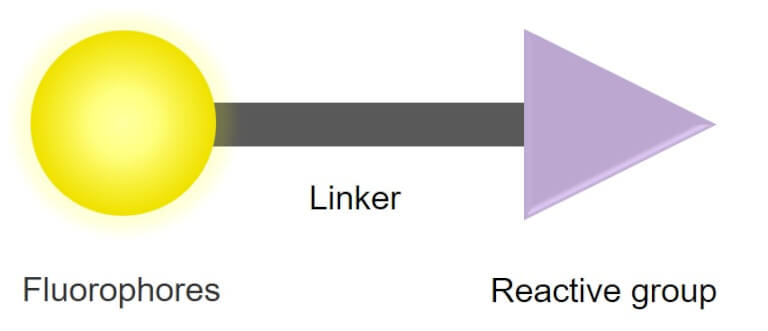 Fluorescent Reagents for Bioconjugation