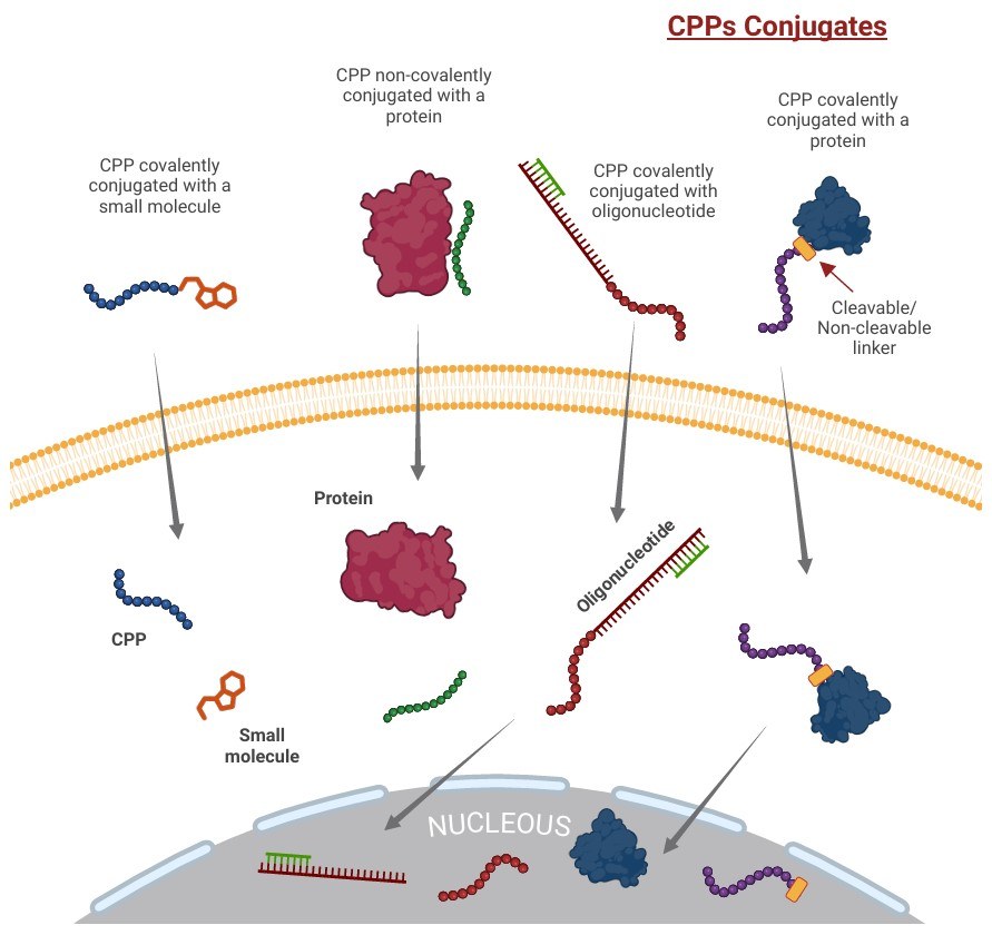 Fig.1 Approaches to Linking cell-penetrating peptides and Cargo. (OA Literature)