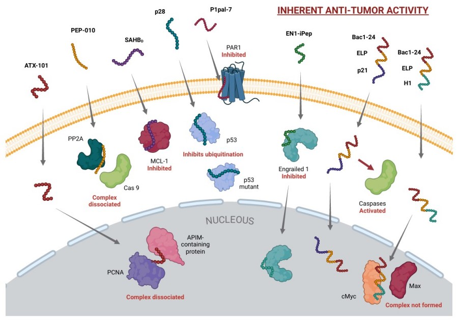 Fig.2 Cell-penetrating peptides with innate antitumor properties. (OA Literature)
