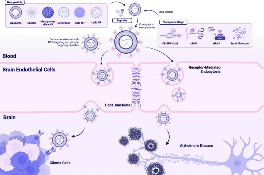 Fig.1 Approaches to Linking cell-penetrating peptides and Cargo. (OA Literature)