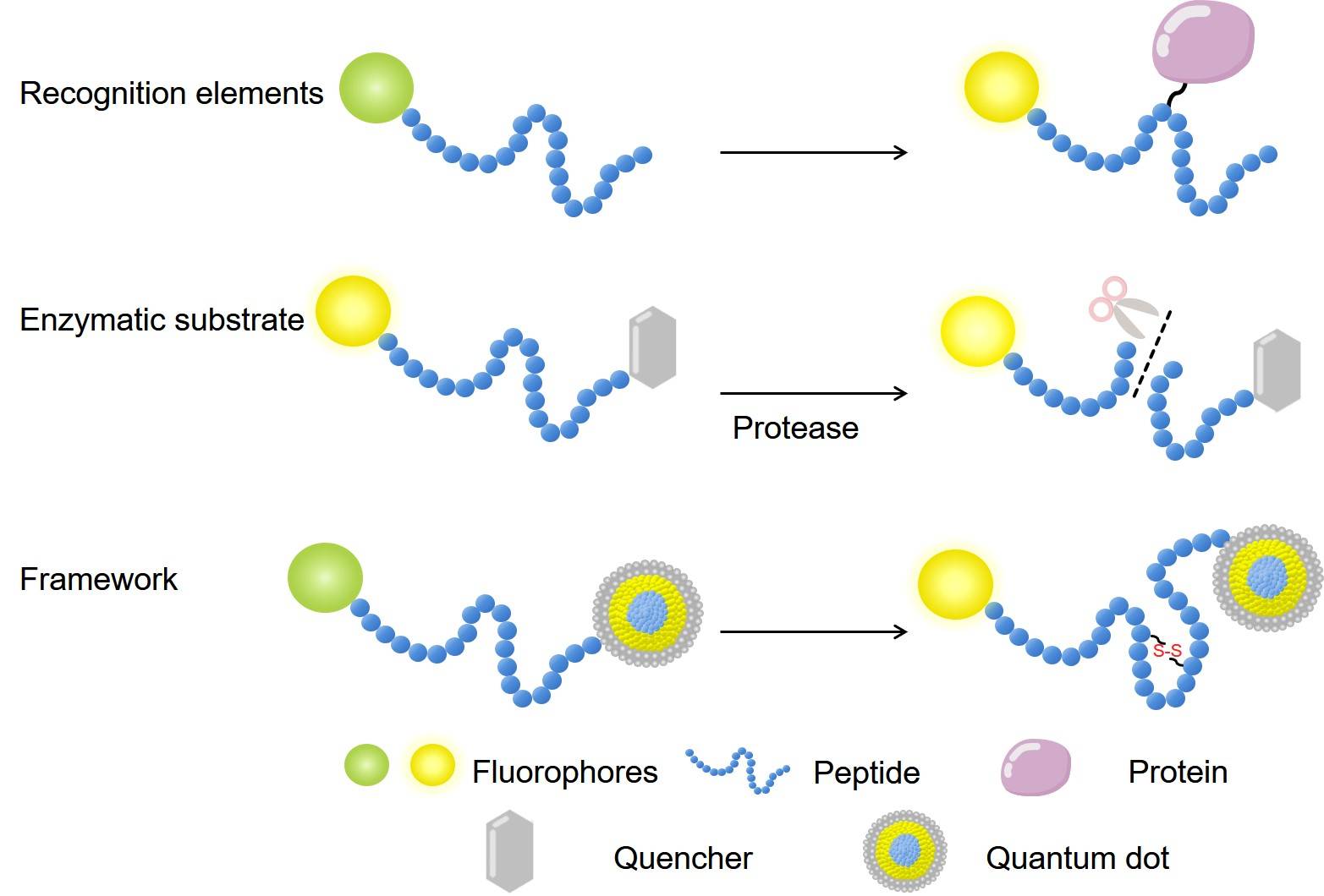 Fig. 1 Peptide Function in Biosensors. (Creative Biolabs Original)