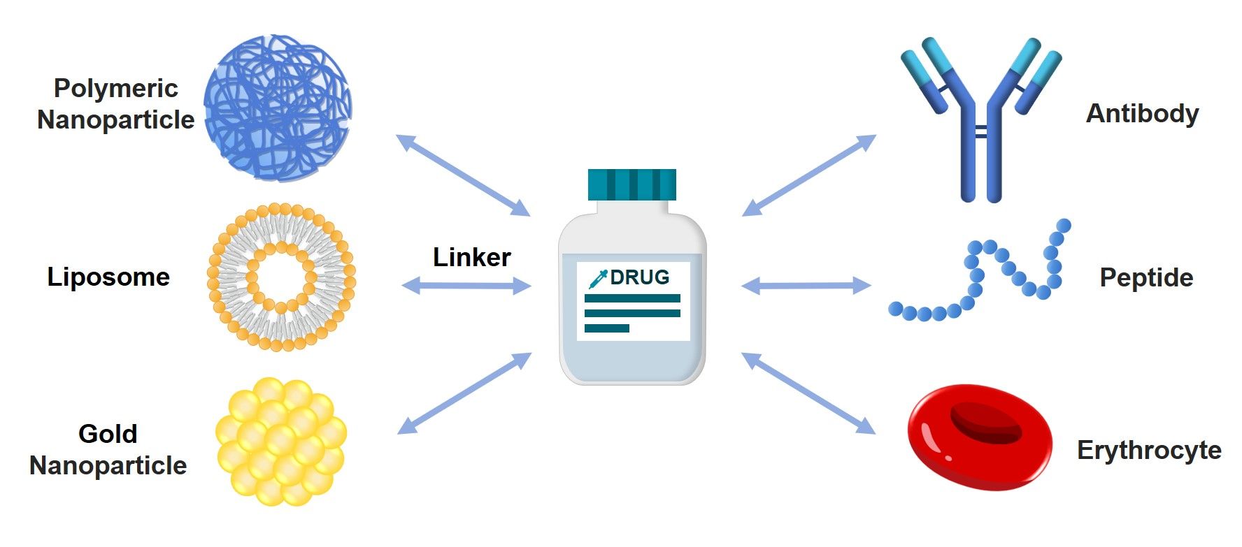 Fig. 1 DDS based on bioconjugation. (Creative Biolabs Original)
