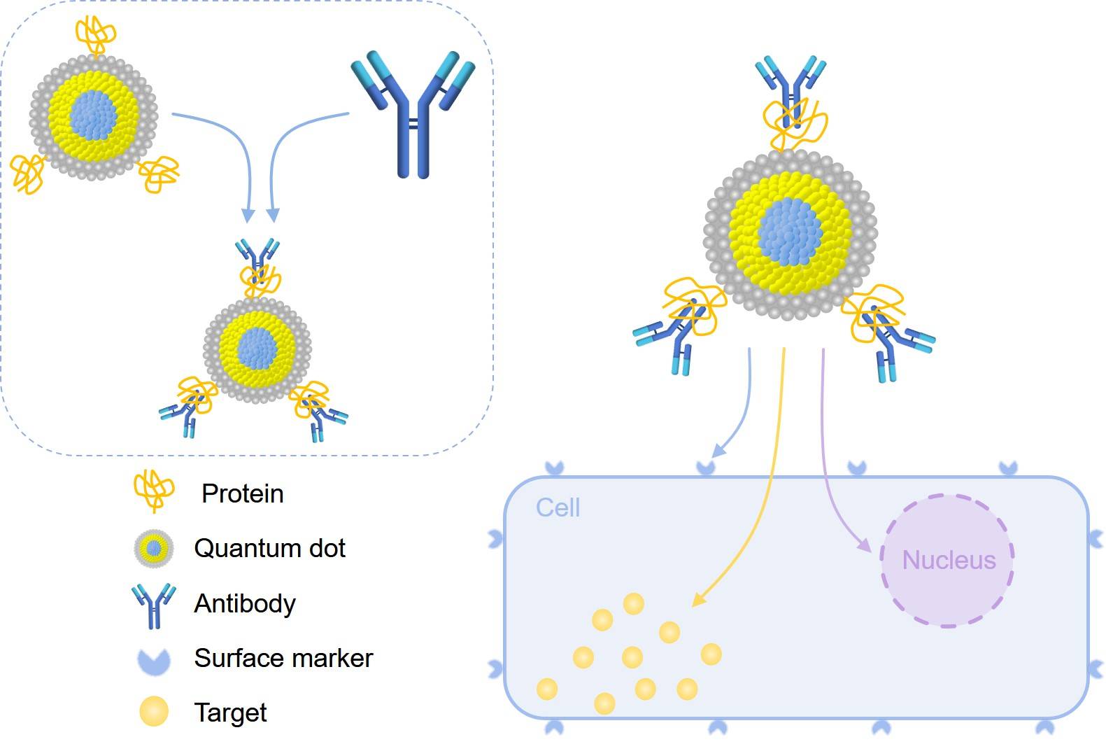 Bioconjugated nanoparticles as probes.