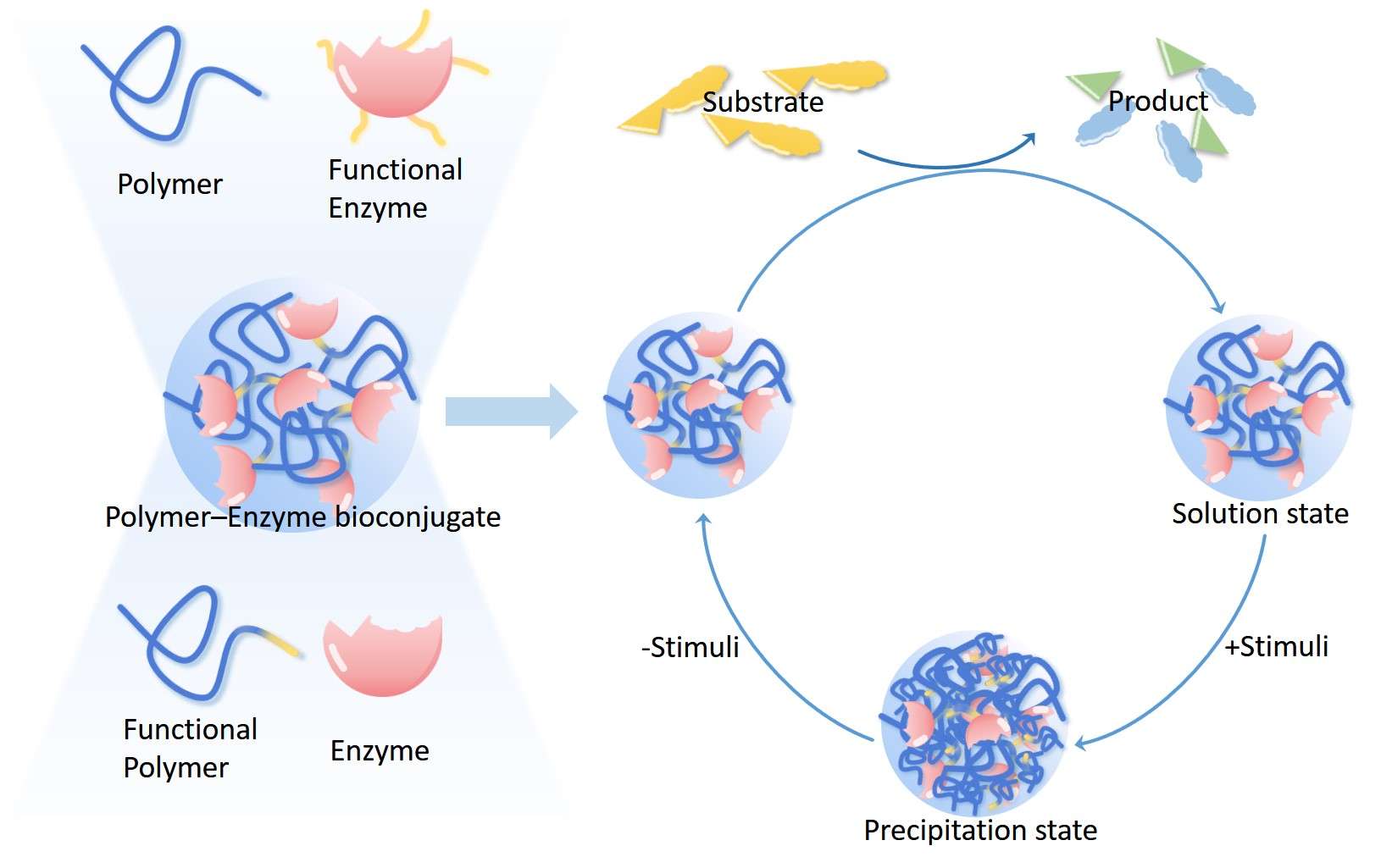 Fig. 1 Synthesis of Polymer-Enzyme Bioconjugates. (Creative Biolabs Original)