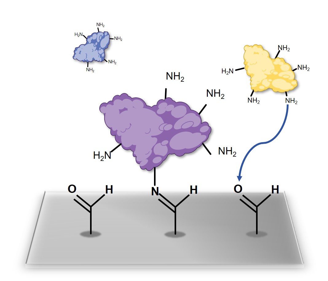Fig. 1 Protein microarray design based on amine and aldehyde reaction. (Creative Biolabs Original)