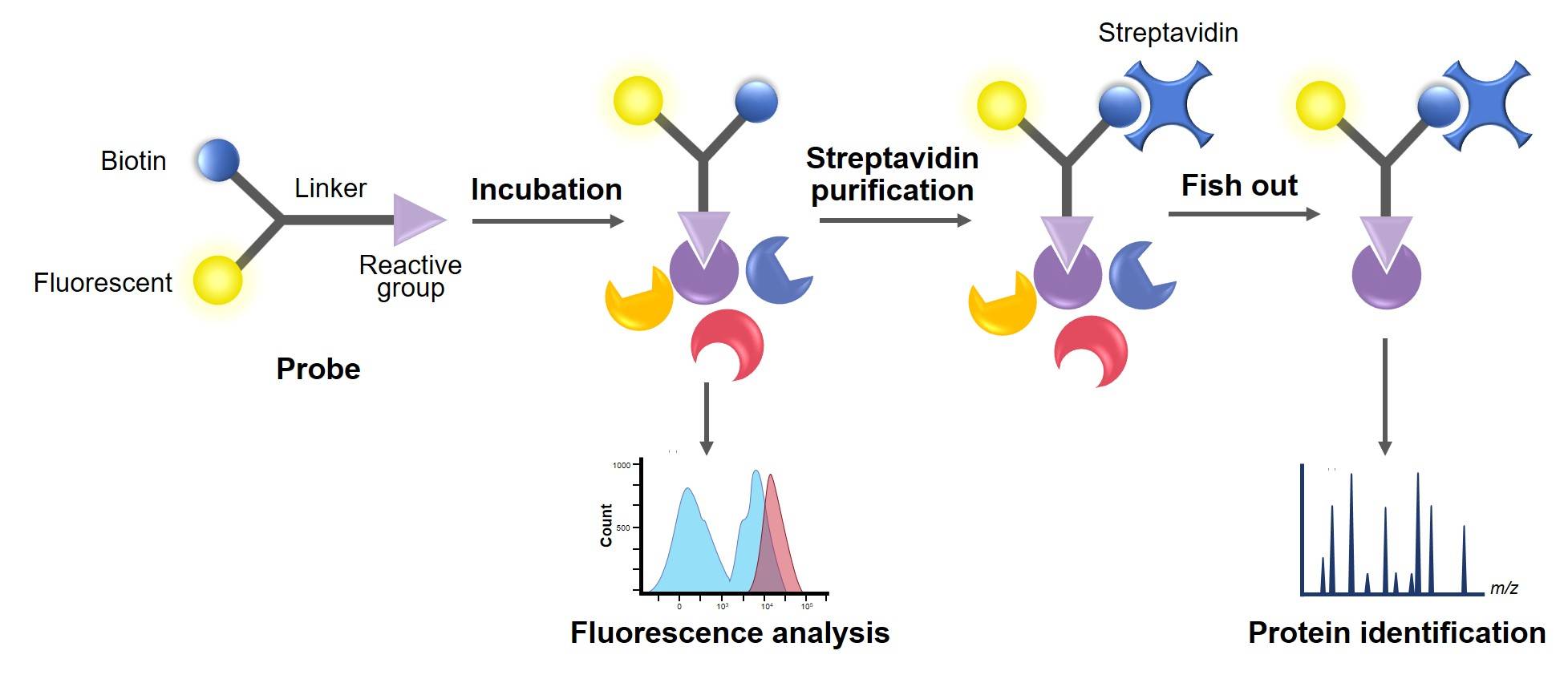 Fig. 2 Principle and method of chemical probe to detect target protein. (Creative Biolabs Original)