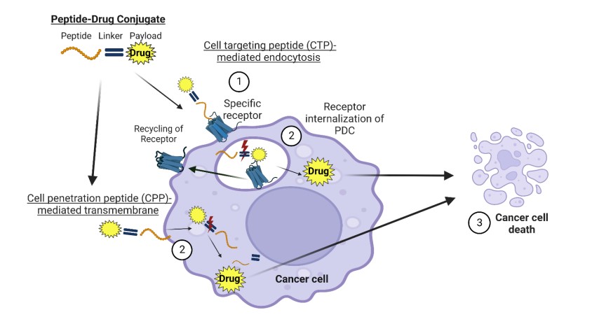 Fig.1 The PDC undergoes receptor-mediated endocytosis for specific uptake into cancer cells. (OA Literature)