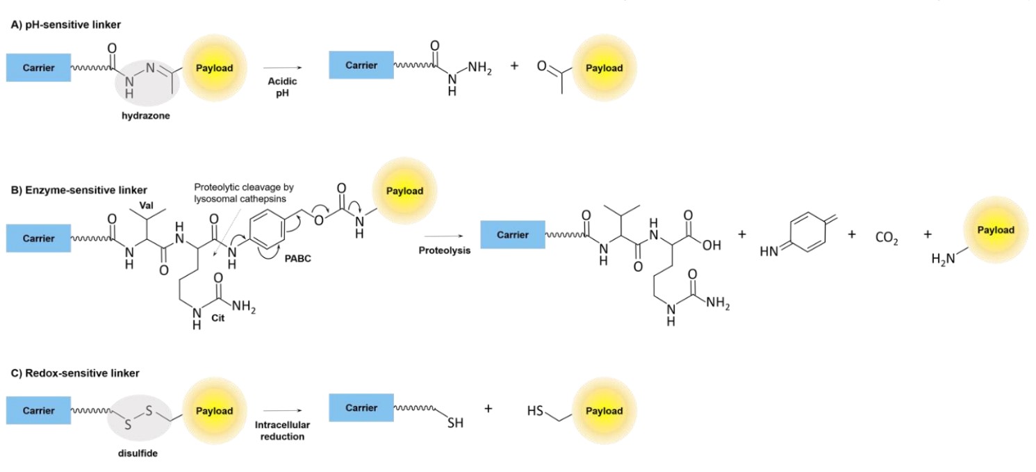 Fig.2 Three cleavable linkers (pH-sensitive, enzyme-sensitive, and redox-sensitive). (OA Literature)