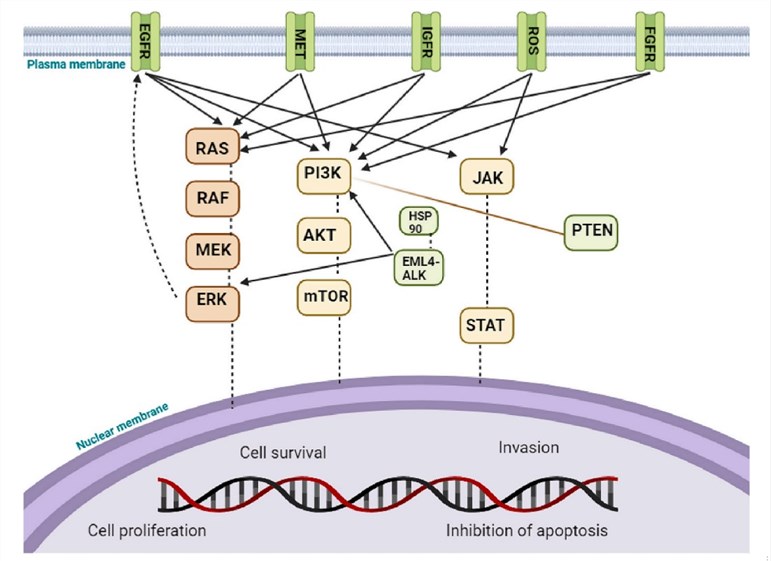 Cellular Signaling Mechanisms in NSCLC. (OA Literature)