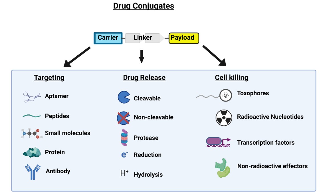 Fig.1 Drug conjugates are composed of 3 parts, carrier, linker, and payload. (OA Literature)