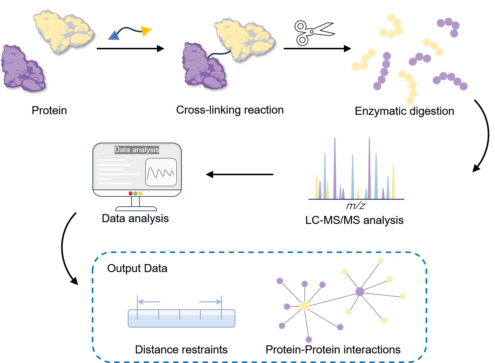 Fig.1 Cross-linking/mass spectrometry (XL-MS) is used to determine PPIs at the system-wide level. (Creative Biolabs Original)