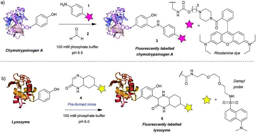 Figure 1 Tyrosine bioconjugation through Mannich-type reactions. (OA Literature)