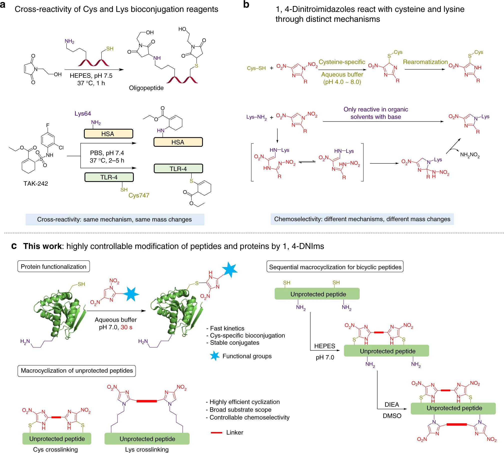 1,4-Dinitroimidazoles as bifunctional bioconjugation reagents. (OA Literature)