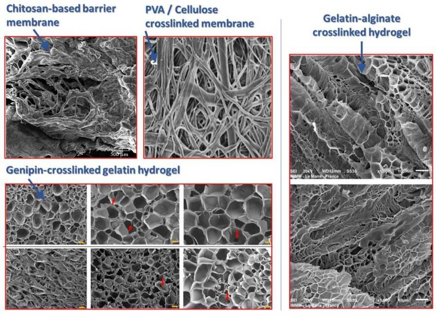 Figure 1: SEM Images of Biomembranes from Different Materials and Cross-Linkers Showing Microstructural Organization. (OA Literature)