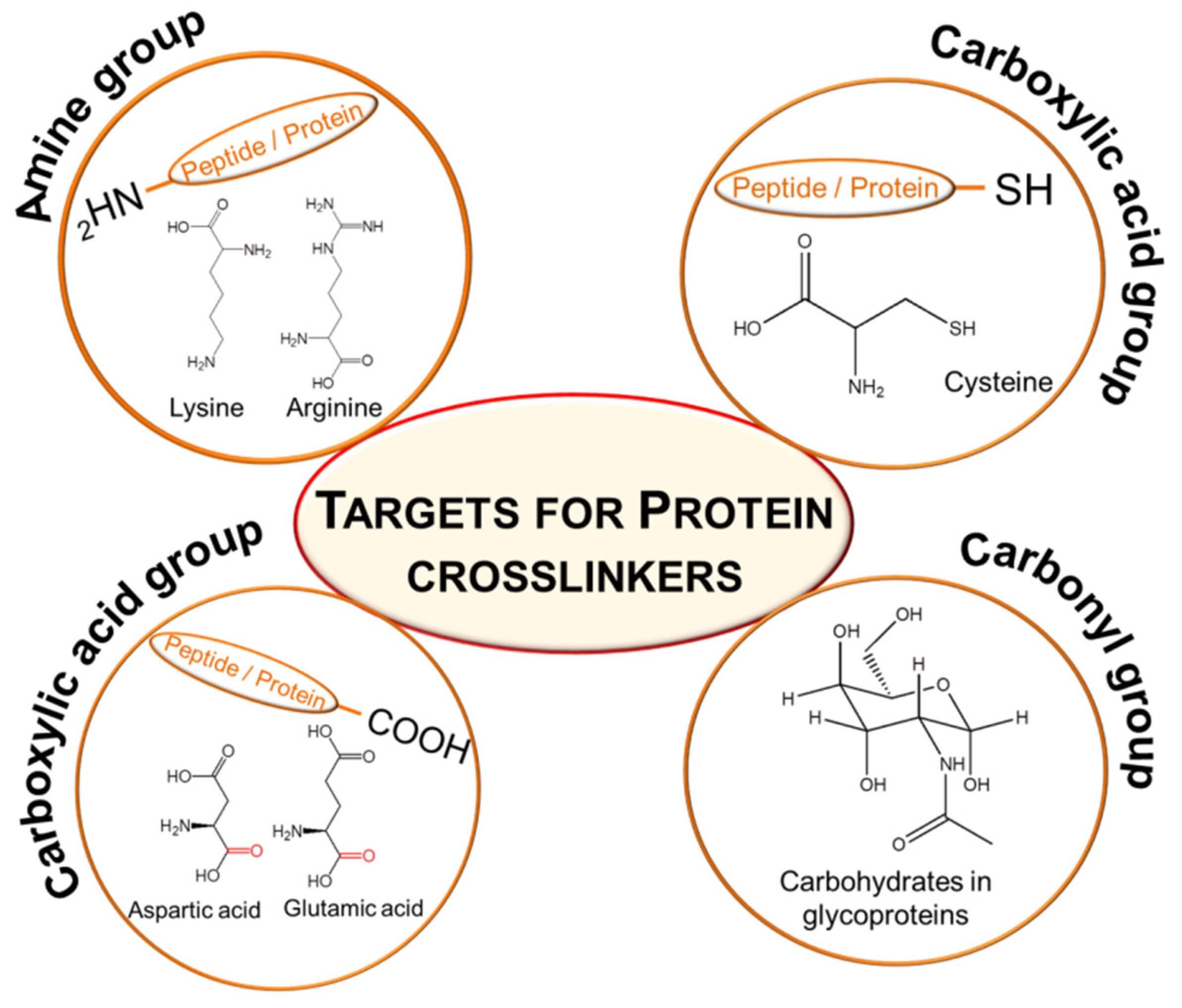 Targets of functional groups in proteins/peptides that are vulnerable to physical, chemical, or enzymatic alterations. (OA Literature)
