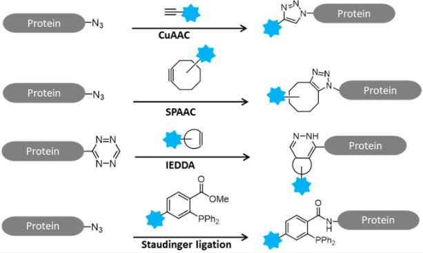 Figure 1: Diagram of Click Chemistry Reactions. (OA Literature)