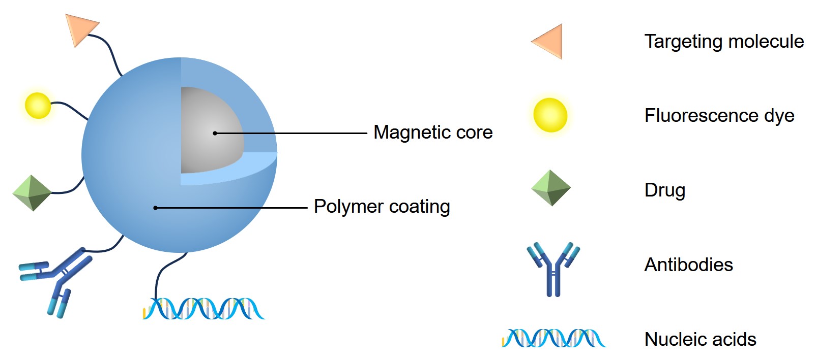 Fig.1 Schematic diagram of multifunctional MNPs. (Creative Biolabs Original)