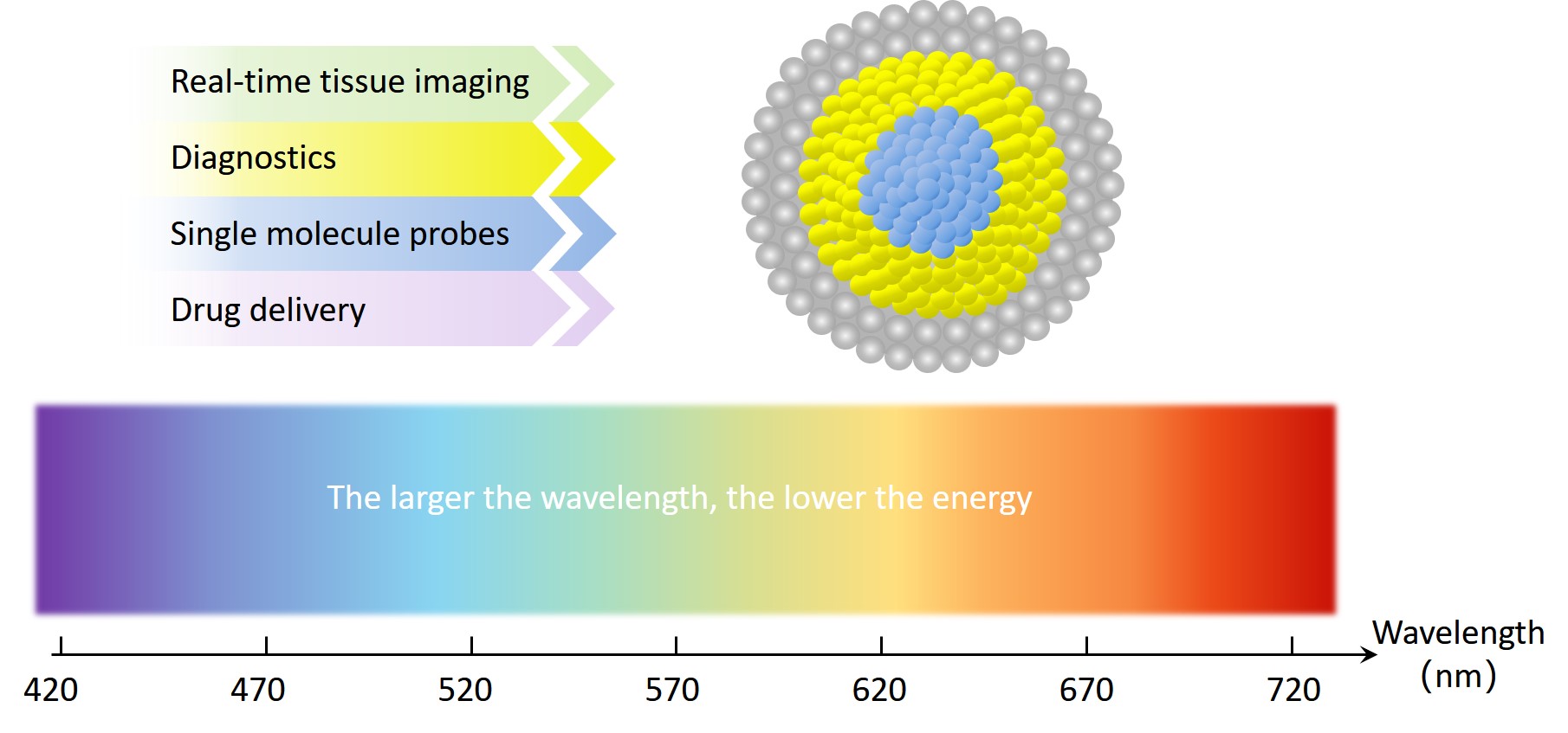 Fig.1 Schematic illustration of QDs in biomedical applications. (Creative Biolabs Original)
