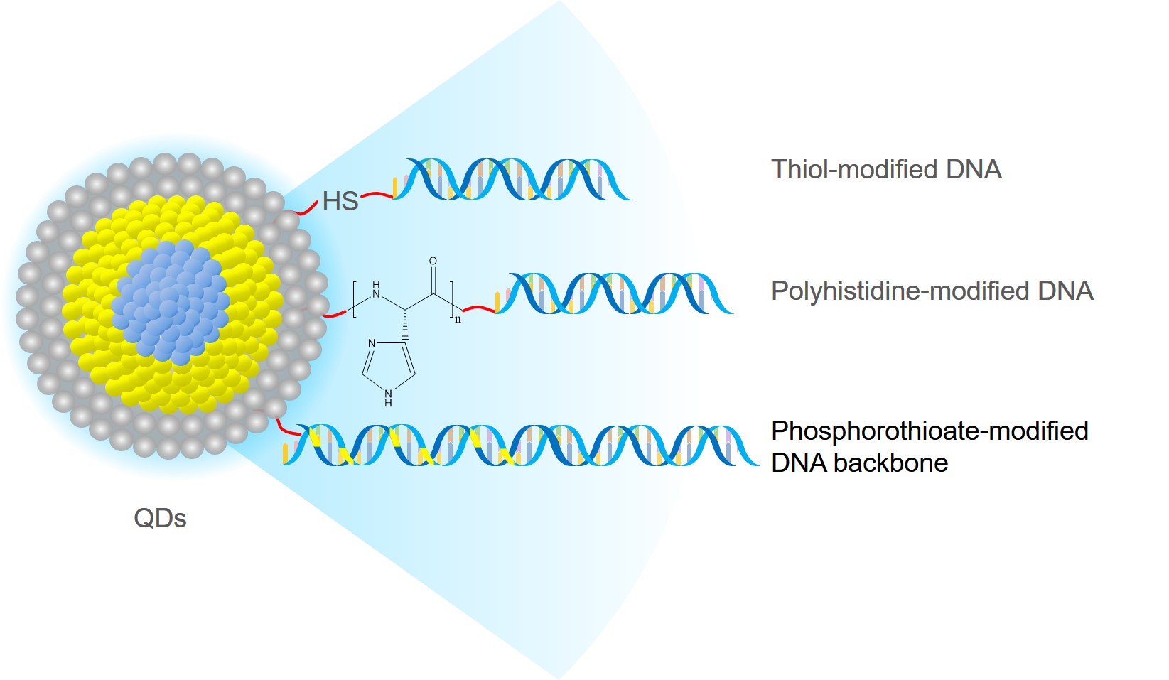 Fig.2 Conjugation of DNA to the shell of QD. (Creative Biolabs Original)