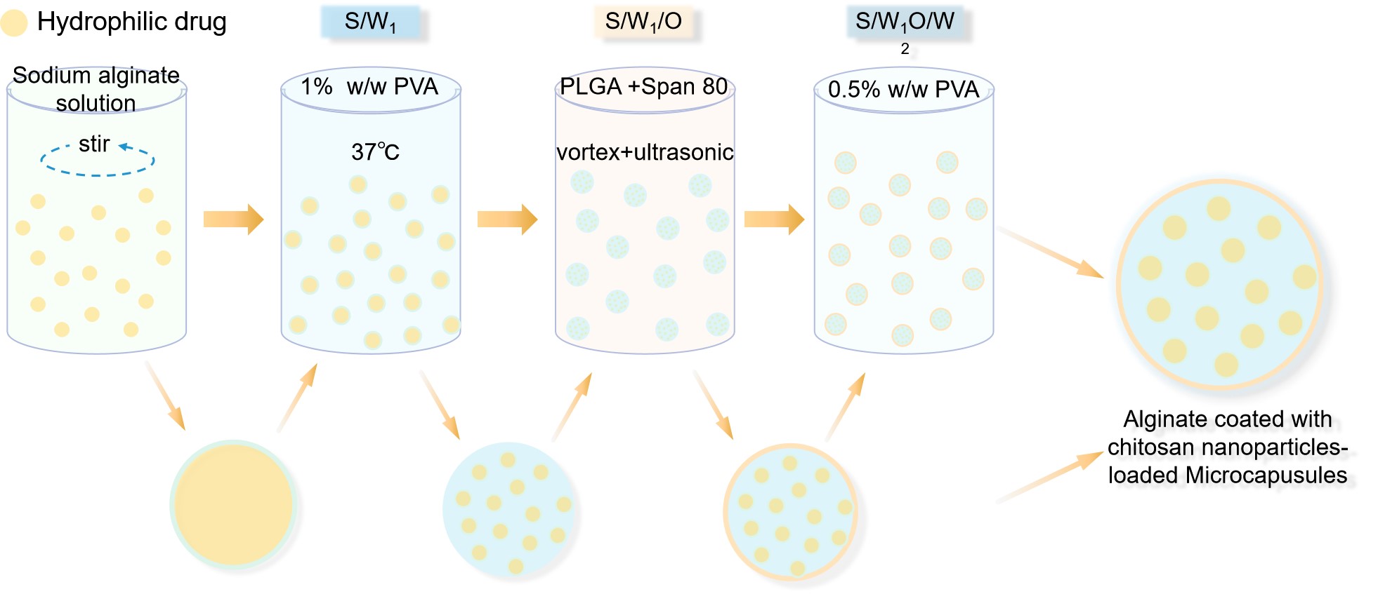 Fig.2 Schematic illustration of the alginate coated with chitosan nanoparticles into PLGA microcapsules. (Creative Biolabs Original)