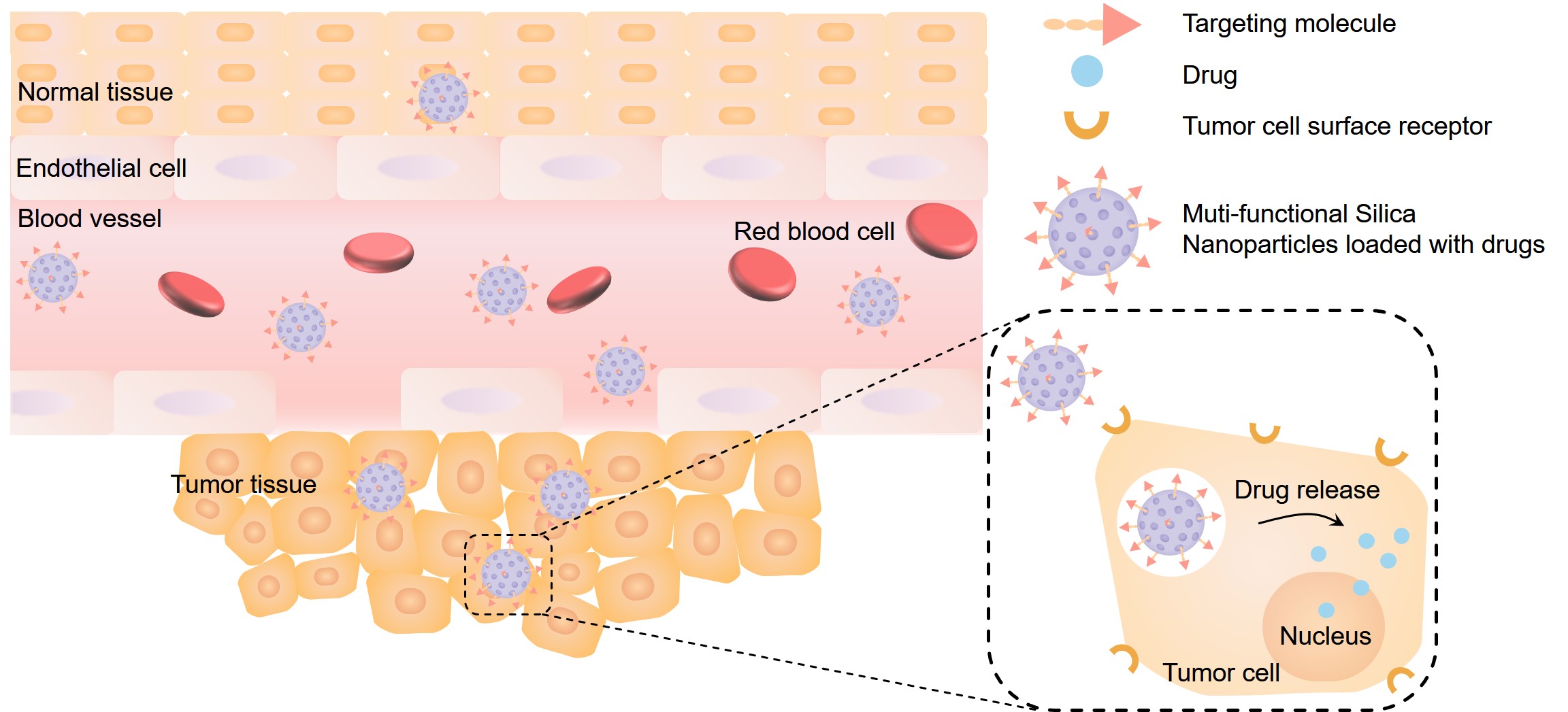 Fig.1 In vivo process of an silica nanoparticles-based controlled and targeted drug delivery system. (Creative Biolabs Original)