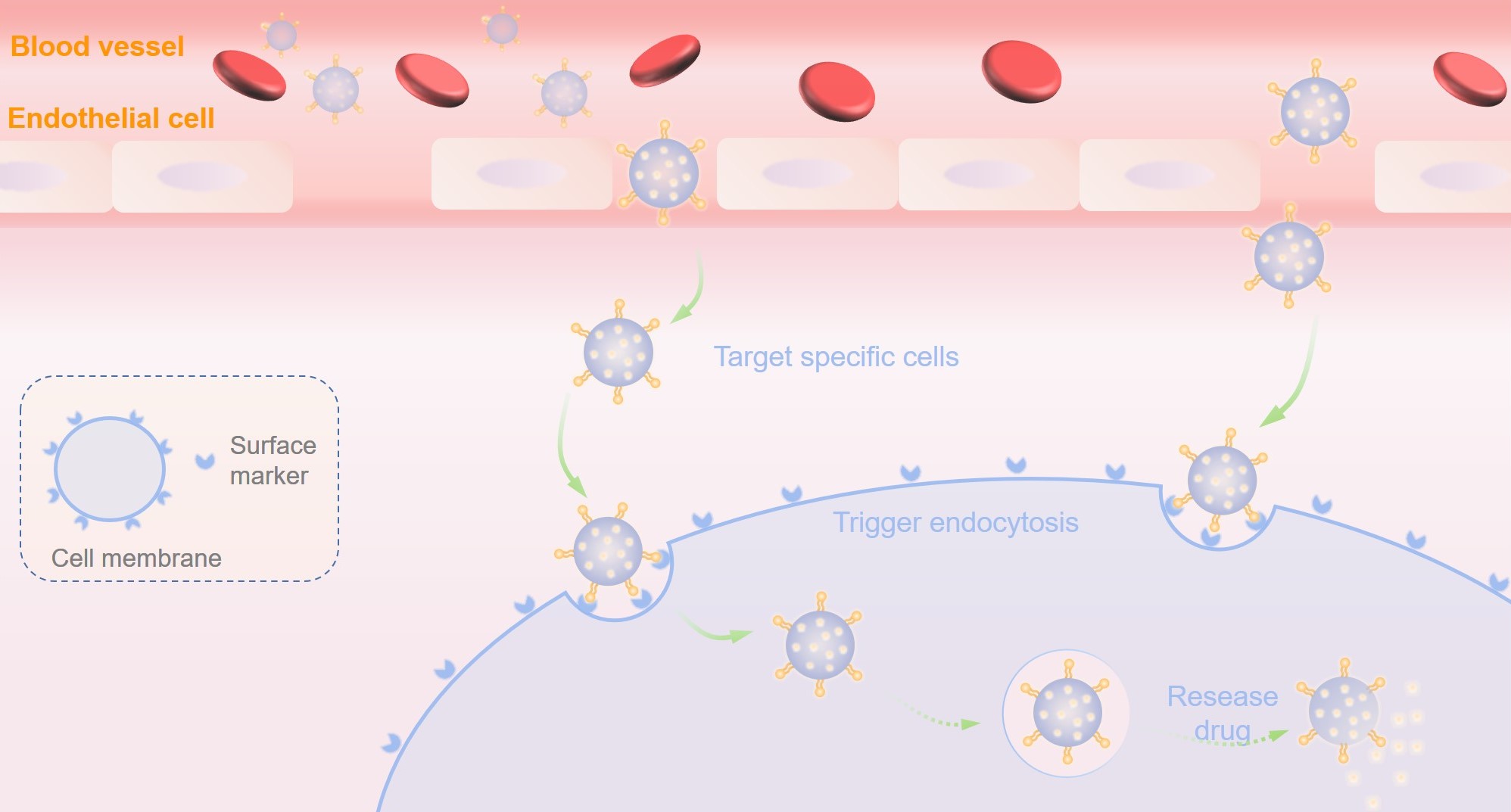 Fig.2 Targeted delivery sequence by stabilized VLPs. (Creative Biolabs Original)