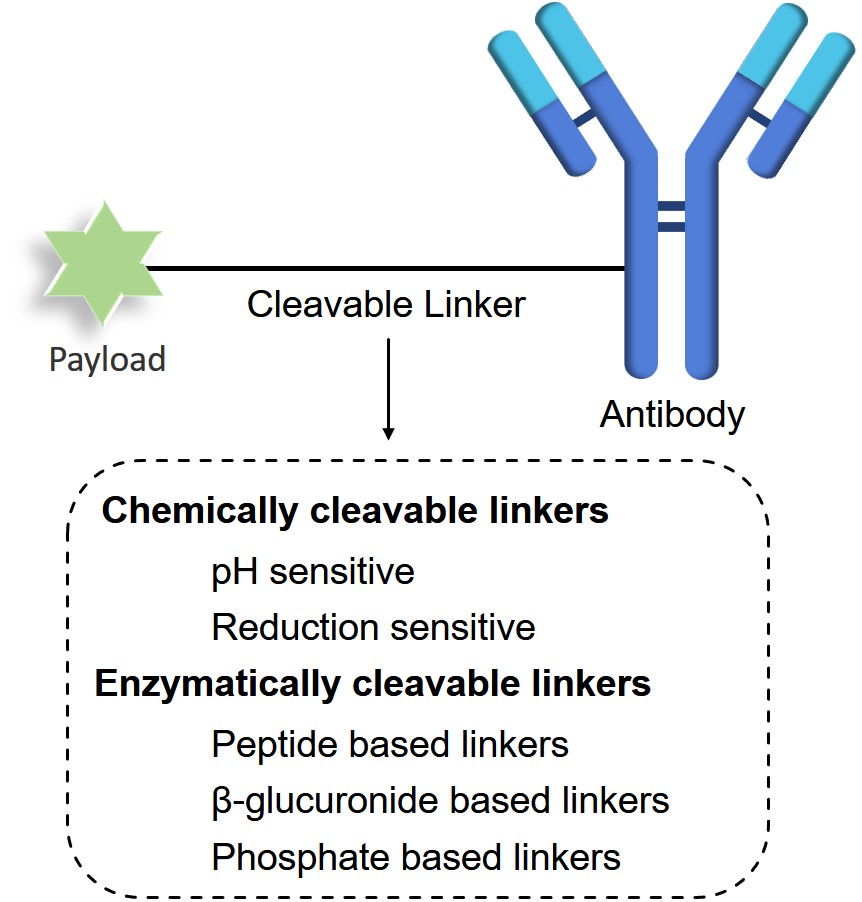 Fig.1 Classification of cleavable linkers. (Creative Biolabs Original)