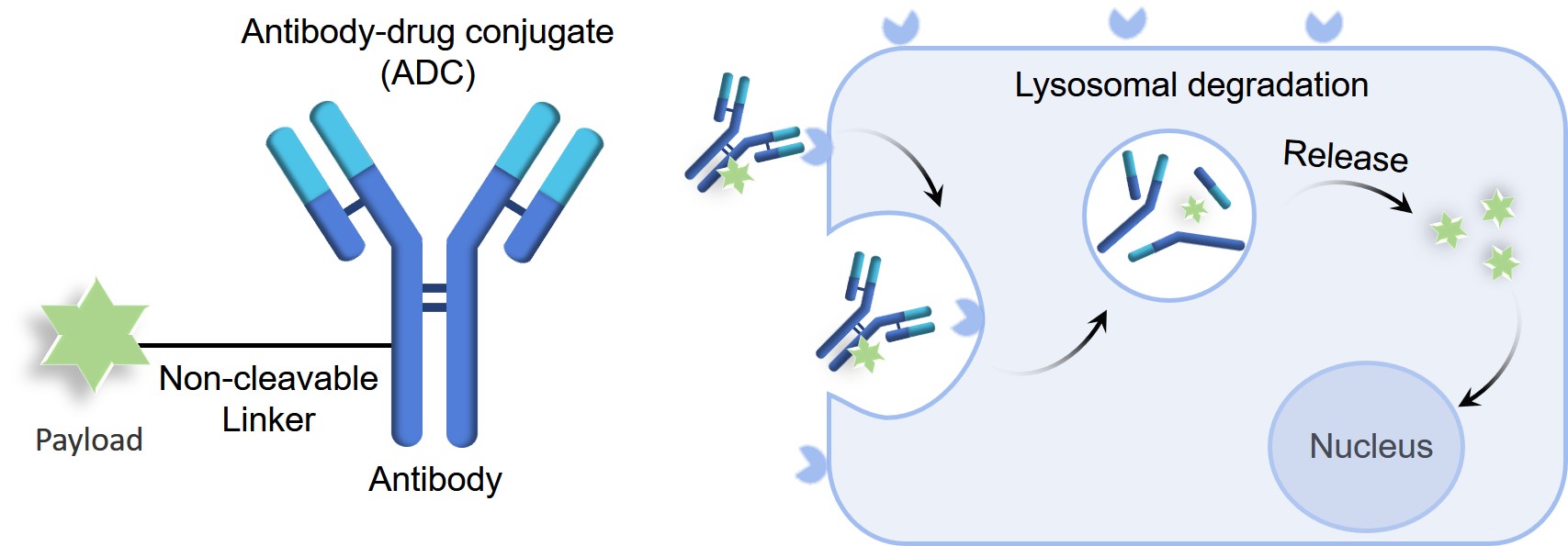 Fig.1 ADCs with non-cleavable linker and release mechanism of the payloads. (Creative Biolabs Original)