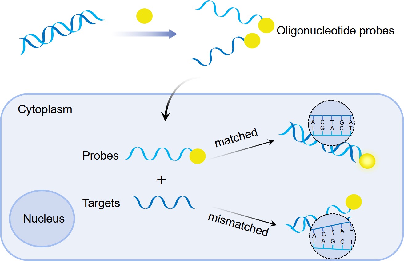 (Creative Biolabs Original)