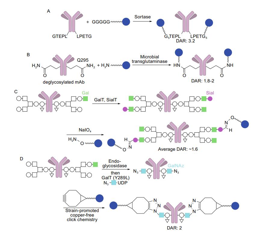 Fig.1 Methods for enzyme-mediated site-specific conjugation. (Tsuchikama & An, 2018)