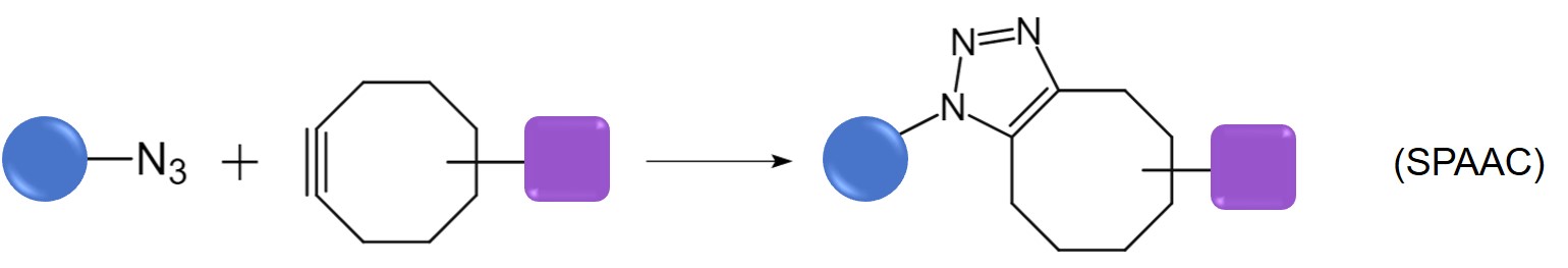Reaction equation of SPAAC. (Creative Biolabs Original)
