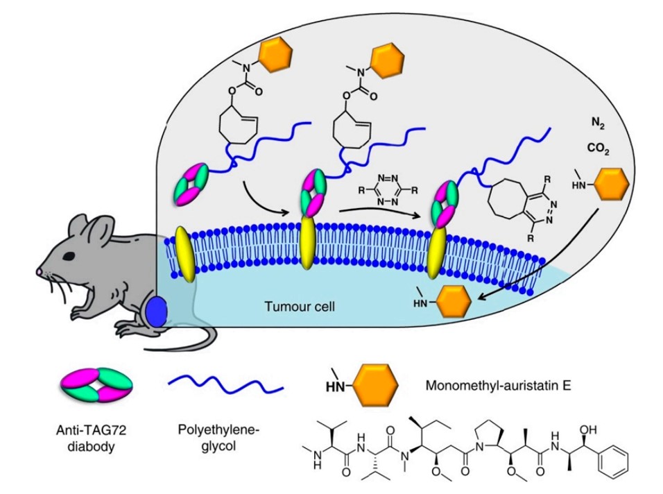 Fig.2 In vivo application of IEDDA for controlled drug release.