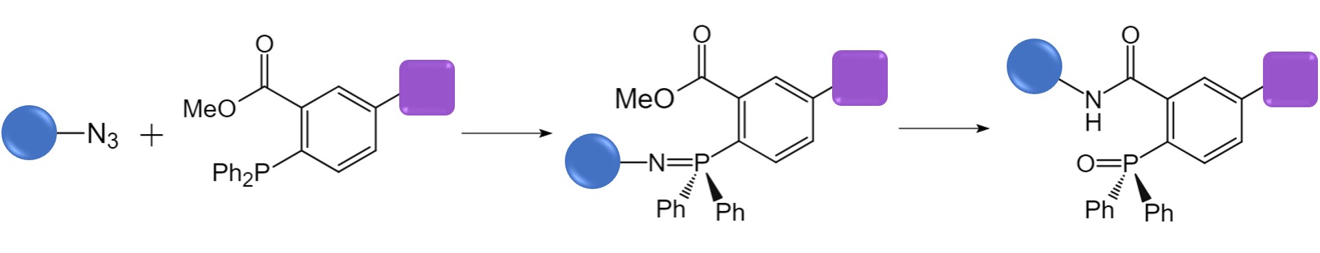 Schematic mechanism of the staudinger ligation. (Creative Biolabs Original)