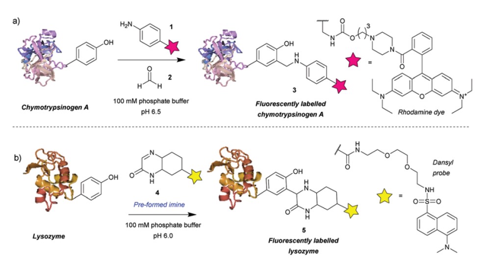Fig.1 Chemical approach to tyrosine site-specific conjugation-Manich reaction.