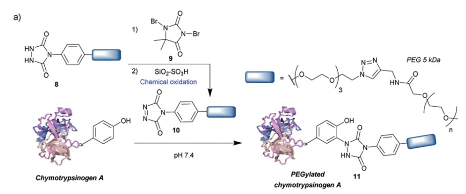 Fig.2 Chemical approach to tyrosine site-specific conjugation-diazodicarboxyamides.