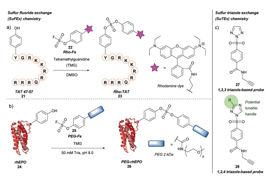 Fig.3 Chemical approach to tyrosine site-specific conjugation-sulfur fluoride or triazole exchange.