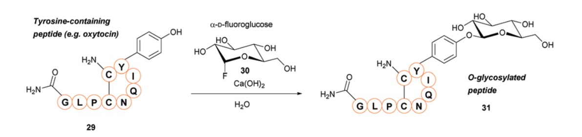 Fig.4 Chemical approach to tyrosine site-specific conjugation-O-glycosylation.