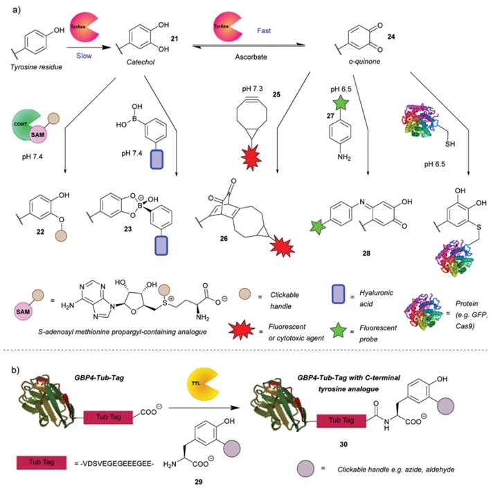 Fig.5 Chemoenzymatic-mediated lysine site-specific conjugation.