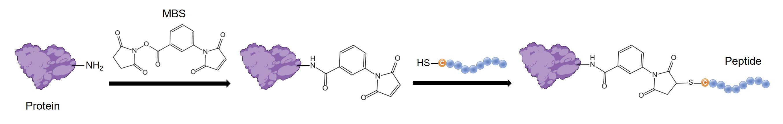 Fig.1 Cysteine-based two-step conjugation. (Creative Biolabs Original)