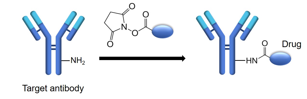 Fig.1 Lysine-based one-step conjugation. (Creative Biolabs Original)