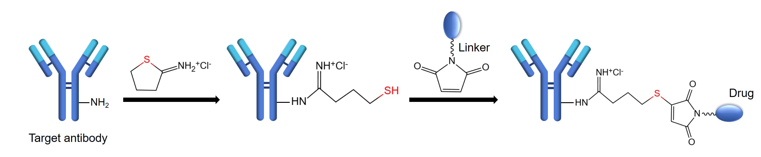 Fig.2 Iminothiolane-based two-step conjugation. (Creative Biolabs Original)