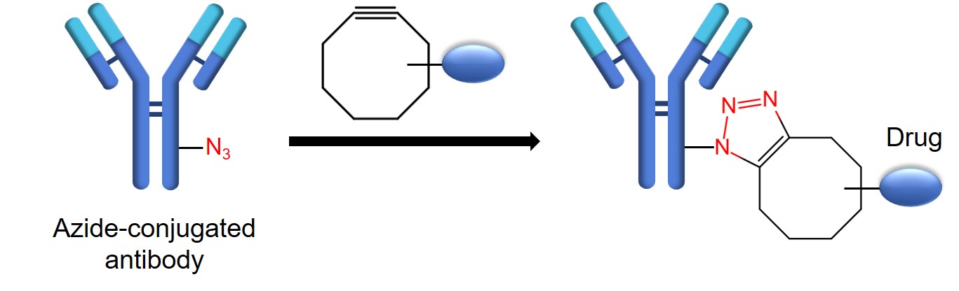 Fig.1 Schematic diagram of ADC preparation by click chemistry. (Creative Biolabs Original)